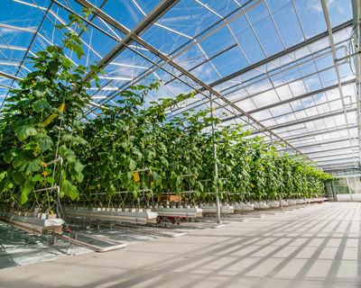 greenhouse with tall cucumber plants growing in rows under clear roof providing optimal sunlight for growth six rows of plants thriving