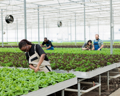 diverse group of people tending to lettuce plants in a greenhouse environment for sustainable agriculture and fresh produce
