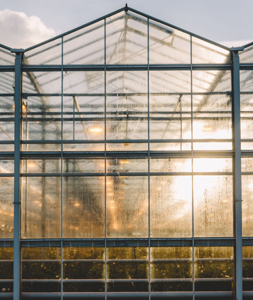 greenhouse with sunlight and condensation highlighting five glass panels